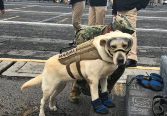 Μεξικό: Αυτή είναι η Φρίντα που σώζει ζωές (βίντεο)